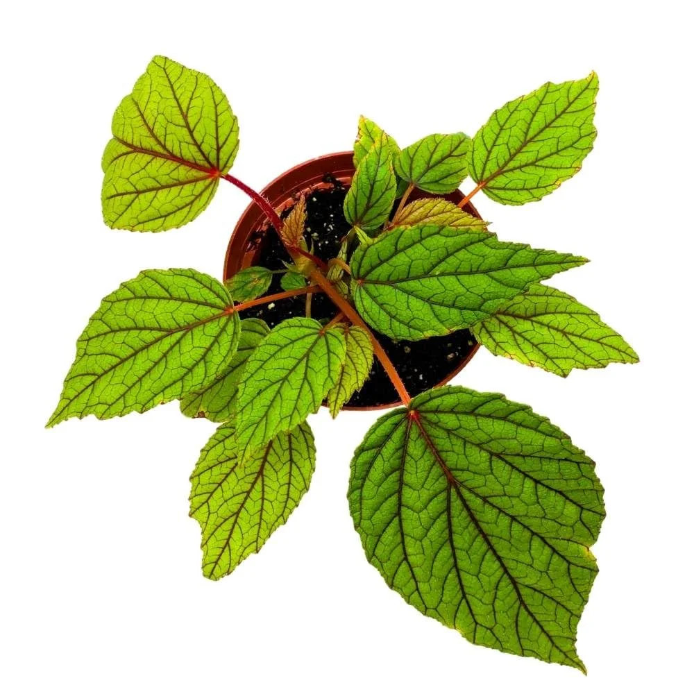 Begonia Abdullahpieei, 4 Inch Green Rare Rhizomatous Rhizo Red Stem Veins