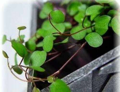 Muehlenbeckia Biblical Angel Vine Live Houseplant Terrarium Fairy Garden 2.5″Pot