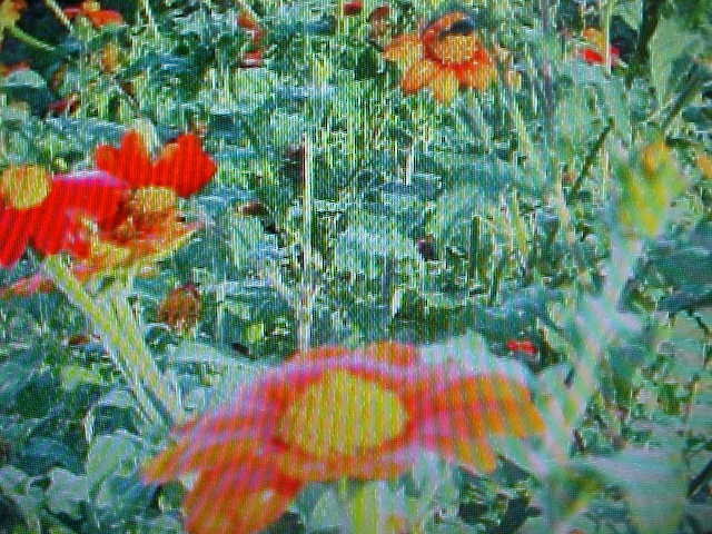 25 SEEDS MEXICAN SUNFLOWER SEEDS. BLAZING RED & YELLOW FLOWER HEAD.