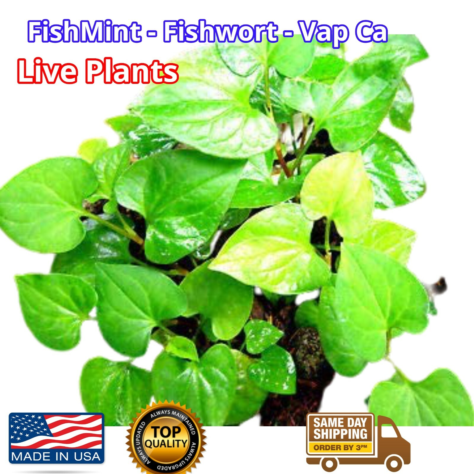 Organic Houttuynia Cordata Dokudami Fish Mint Diep Ca Rau Vap Ca 5x live plants