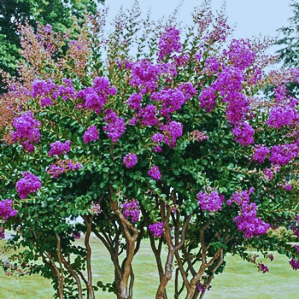 Miss Sandra Crape Myrtle: Stunning Purple Blooms and Year-Round Interest