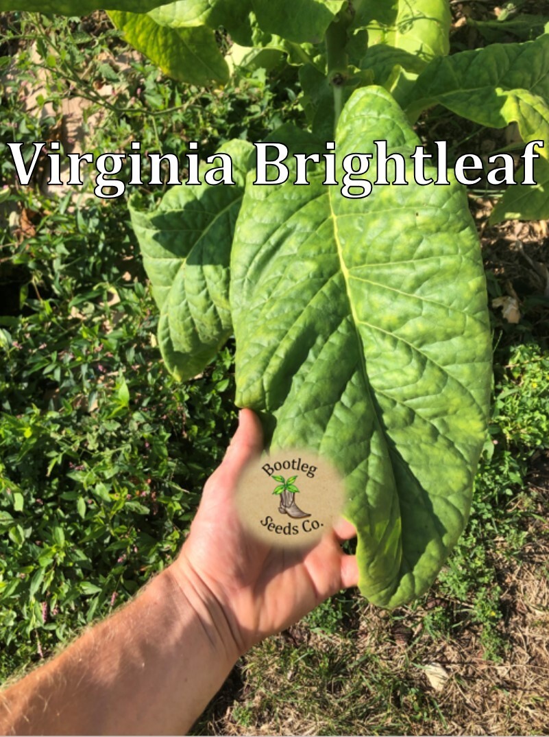 Cigar Rolling – Tobacco Seed Variety Pack – Three variet