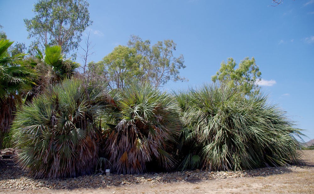 Nannorrhops Ritchiana Silver aka Mazari Palm 5 Seeds Free Shipping!