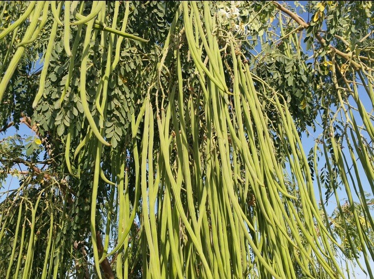 Moringa Oleifera Seeds Organic for planting Non GMO