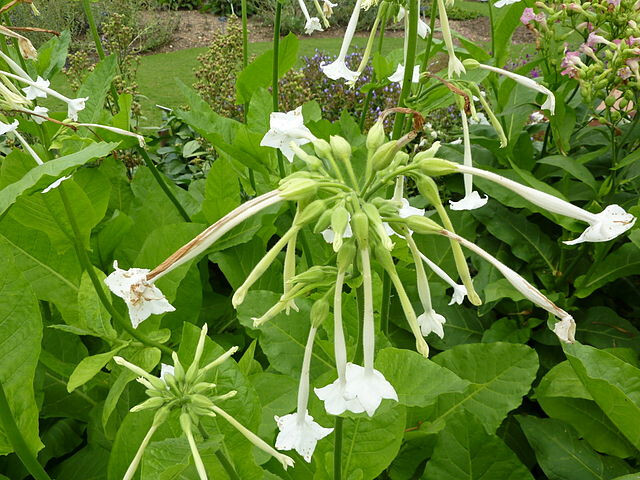 FLOWERING TOBACCO 550 SEEDS, WHITE, LONG, TUBULAR FLOWERS, NICOTIANA SYLVESTRIS