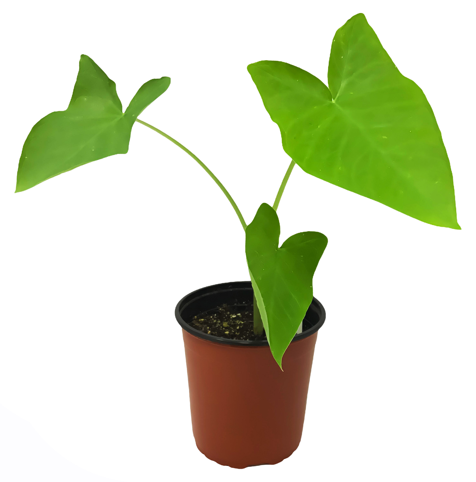 FlowerPotNursery Elephant Ear Xanthosoma / Colocasia spp. 1 Gallon Pot