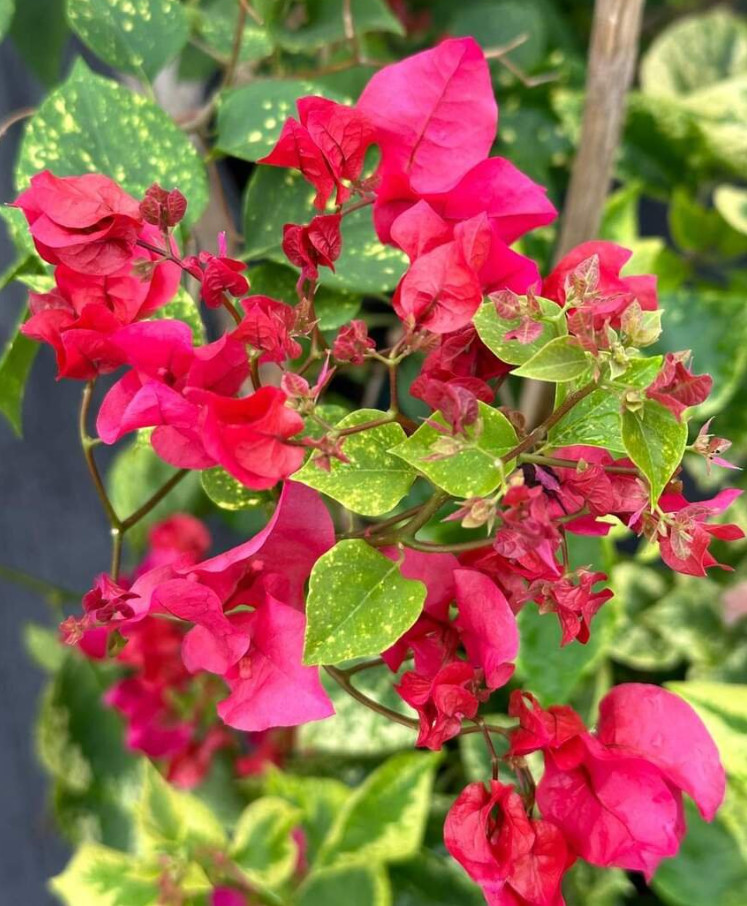 Set 2 Live Double Red Bougainvillea Plants – 4–6″ Tall – Ship No Pot
