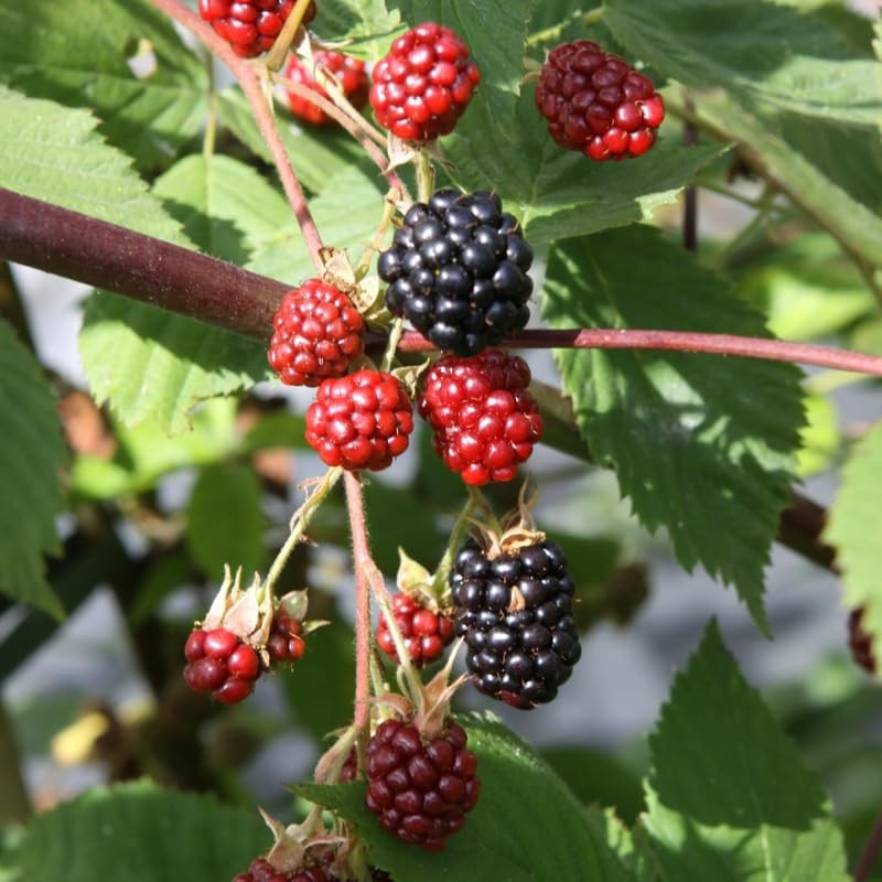2 Ouachita BlackBerry Plants Live, 4-8 Inch Height, BlackBerry Bush Live Plant
