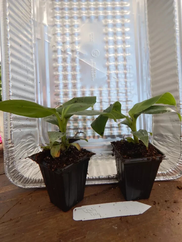 Veinte Cohol Musa Banana Plant–SMALL ROOTED STARTER PLANT