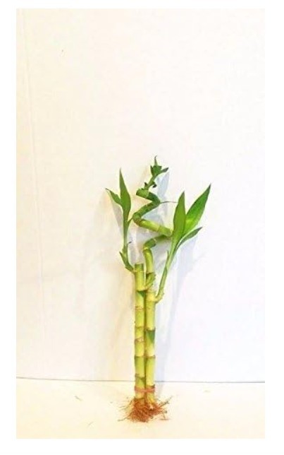 Lucky Bamboo Plant Live 3 Stalks 6 In Straight/8 In Straight/10 In Spiral Indoor