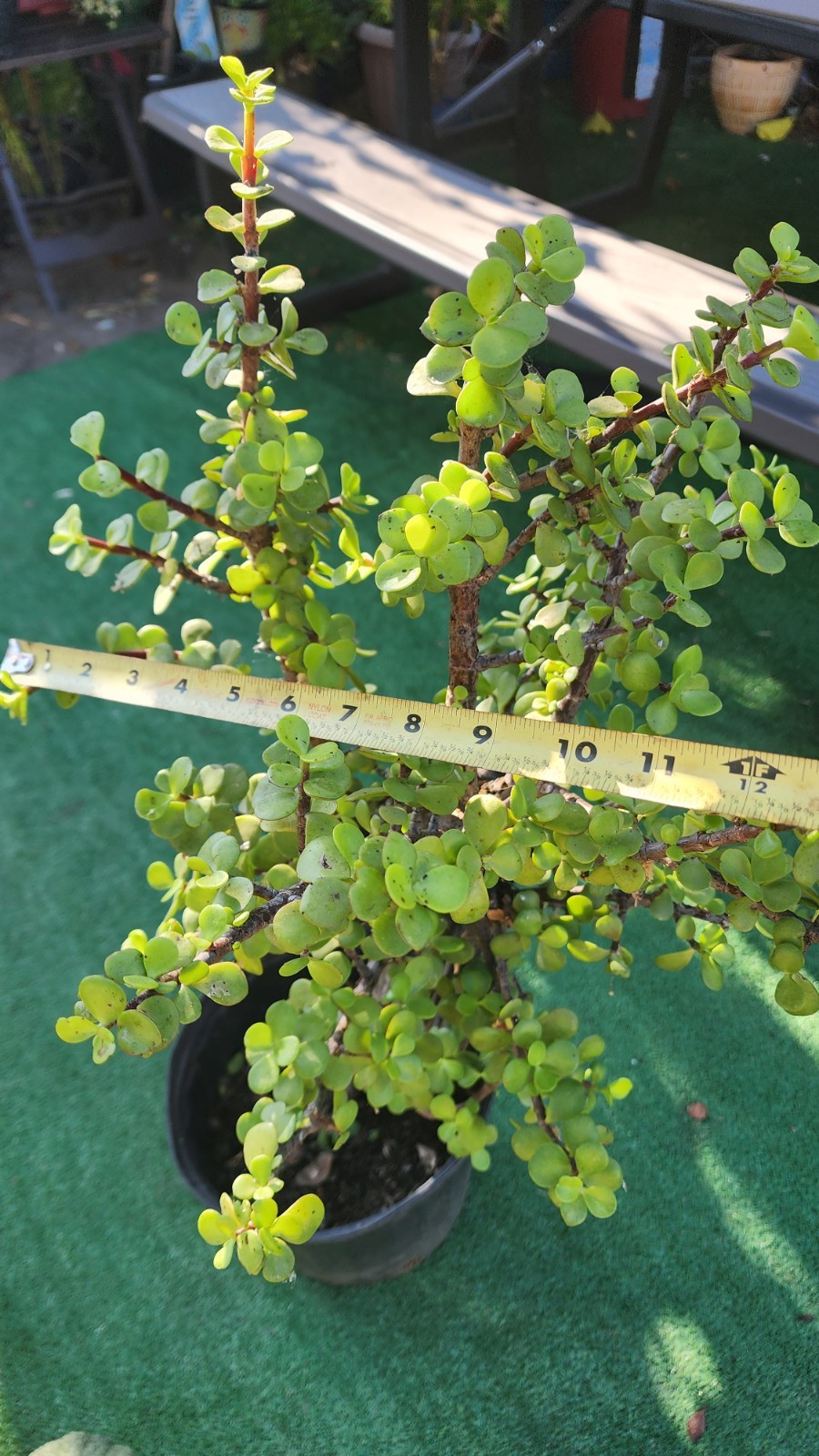 Large Portulacaria Afra 30″tall,Fat and Mature trunk,shipping bare roots.