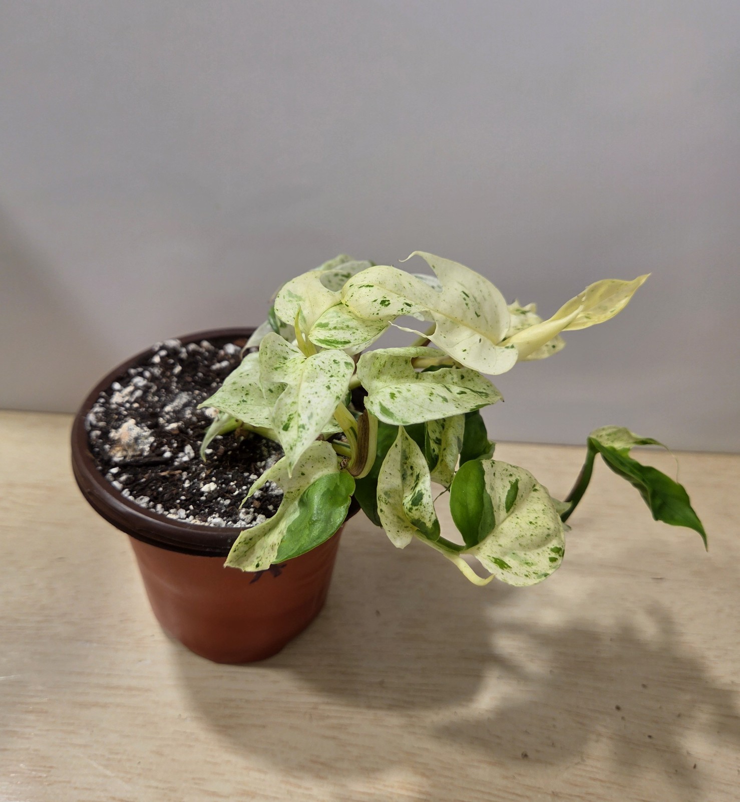 Epipremnum Pinnatum Marble – 3″ Pot, Exact Plant