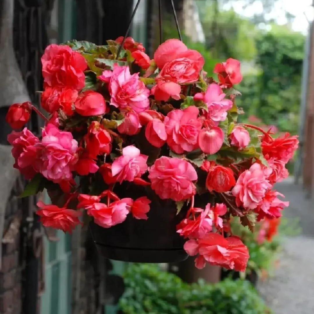 90PCS Non-Gmo Begonia Flower Seeds – Easy-Cultivate Seeds for Vibrant Garden Blo