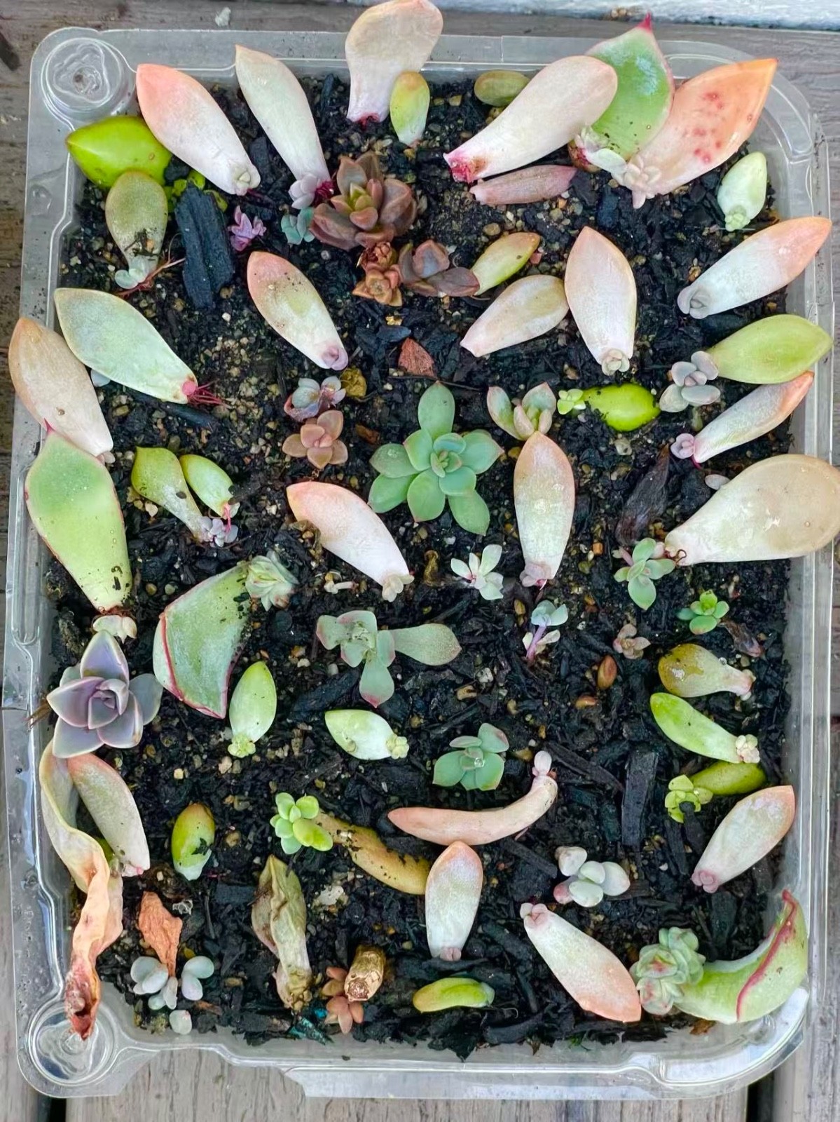 20 Succulent Plants Leaves for Propagation Assorted + Surprise Bonus Leaves Gift