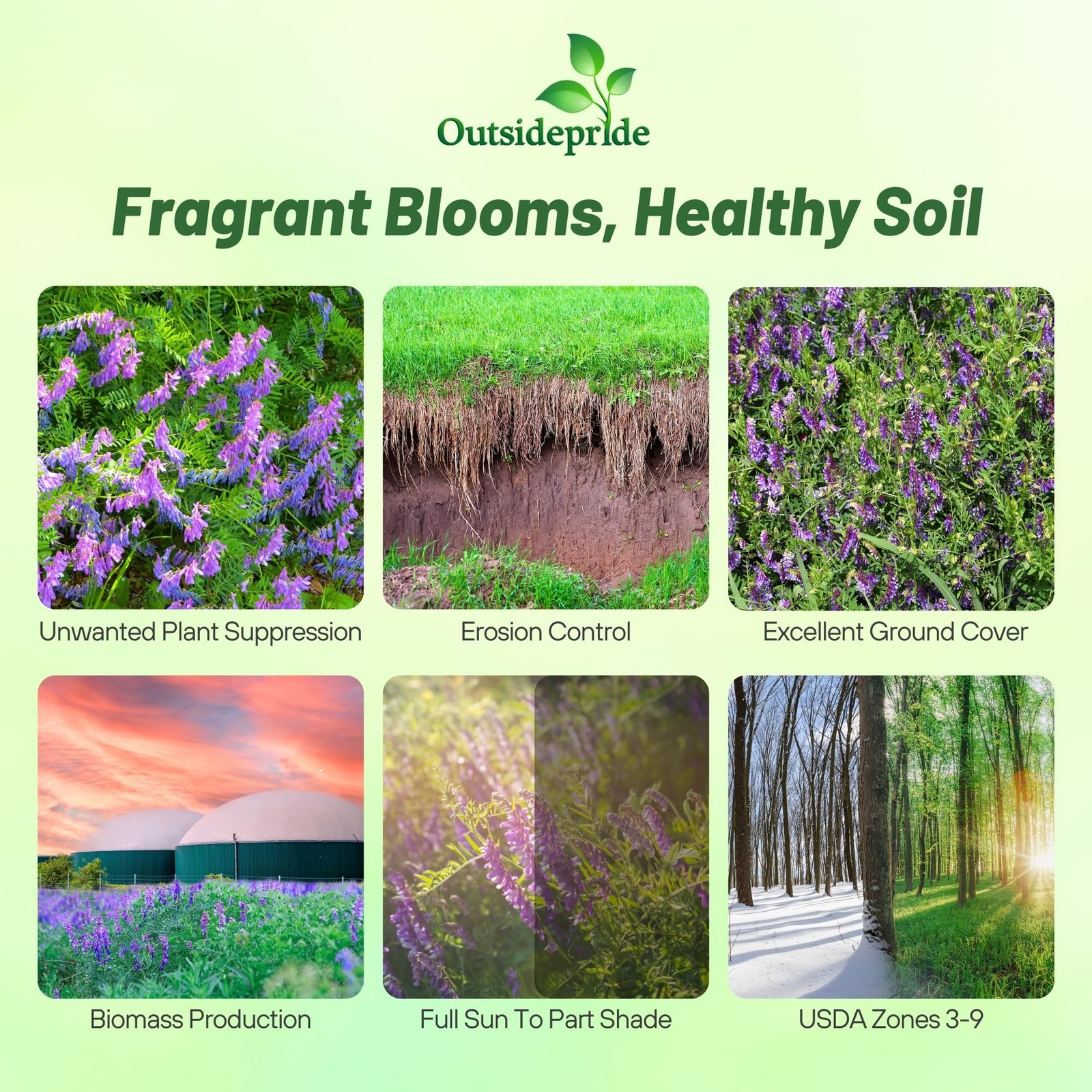 Hairy Vetch Cover Crop Seeds 10 Lbs for Soil Health, Pasture, and Forage