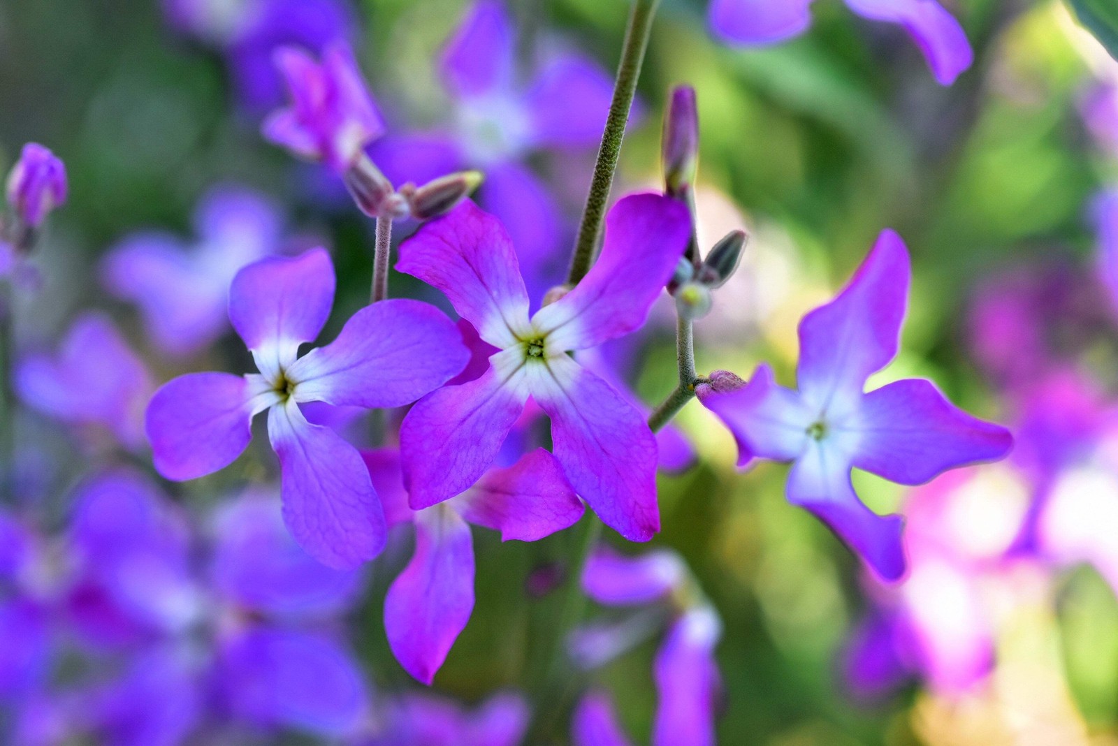 500 MIXED COLORS EVENING SCENTED STOCK Matthiola Bicornis Flower Seeds *Comb S/H