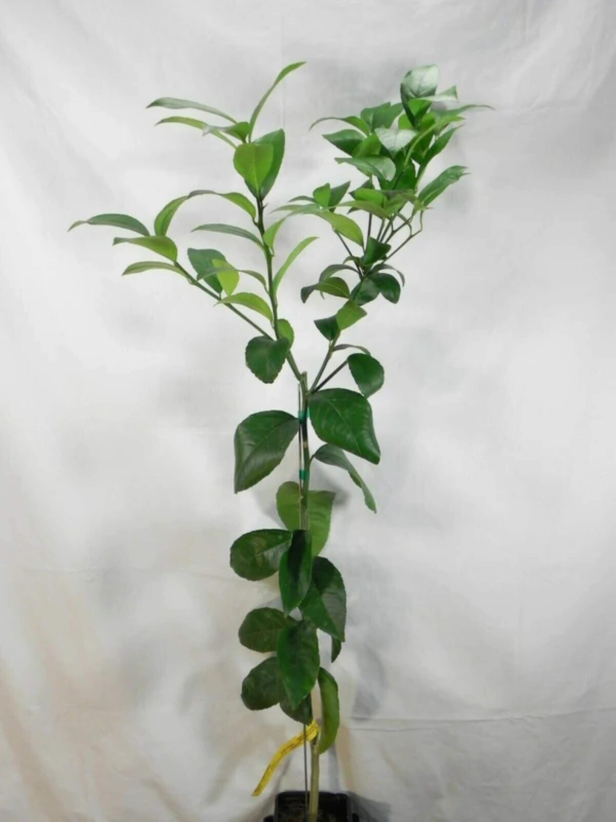 Florida only!! Flame Grapefruit tree, 26-30 inches tall, Grafted plant potted