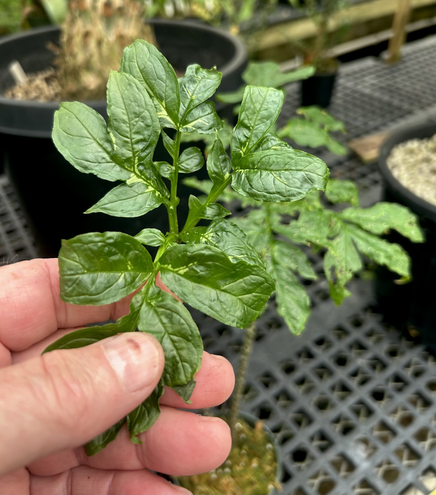 Dracontium polyphyllum-unusual tuberous aroid from northwestern South America