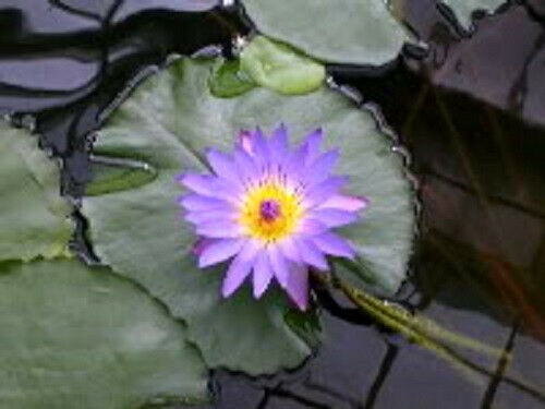 10 PURPLE WATER LILY Pad Nymphaea Sp Pond Lotus Flower Seeds *Combined Shipping