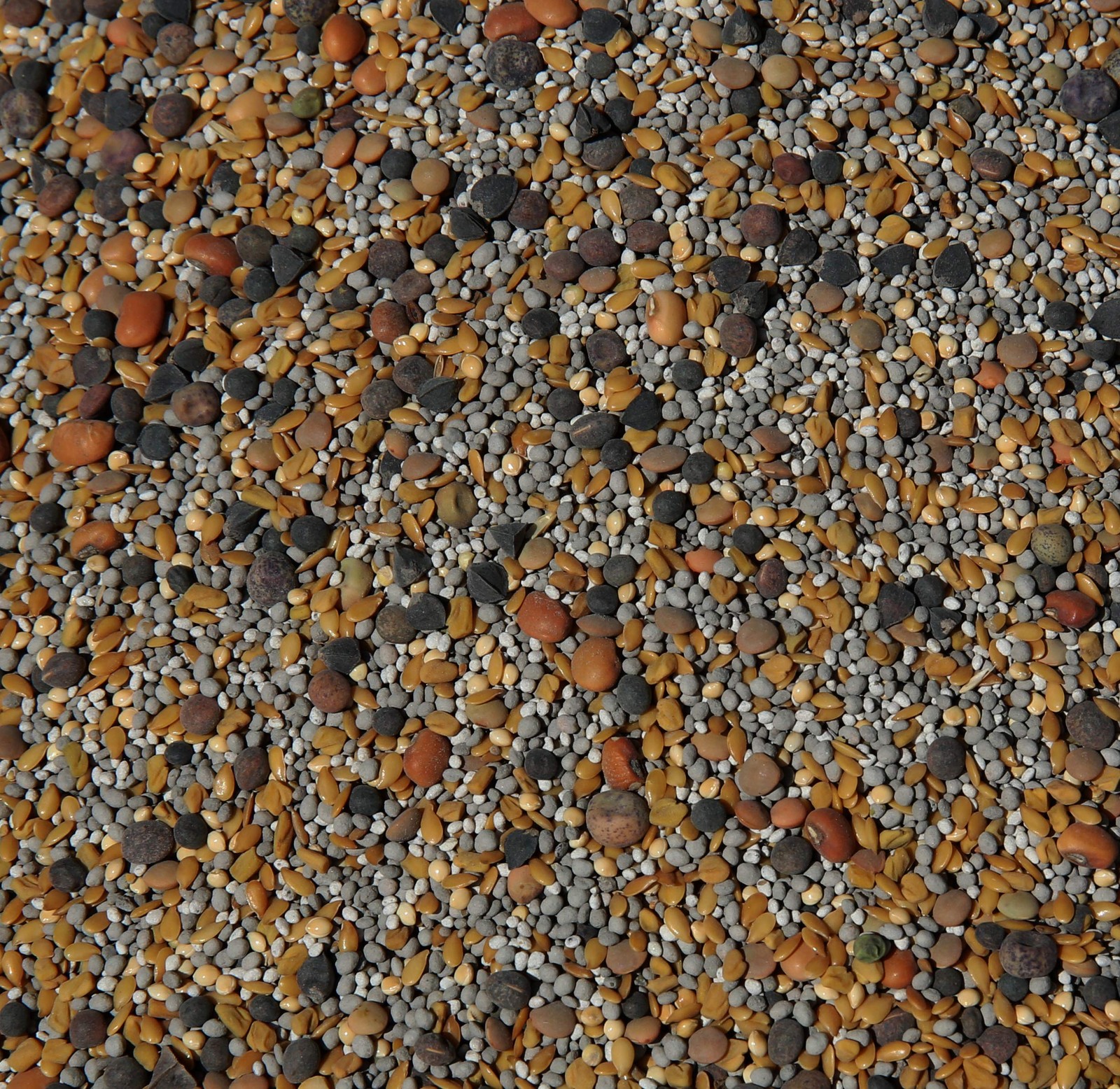 13-Seed No-Till Cover Crop Mix: Clovers, Fenugreek, Vetch, Flax, Peas, Buckwheat