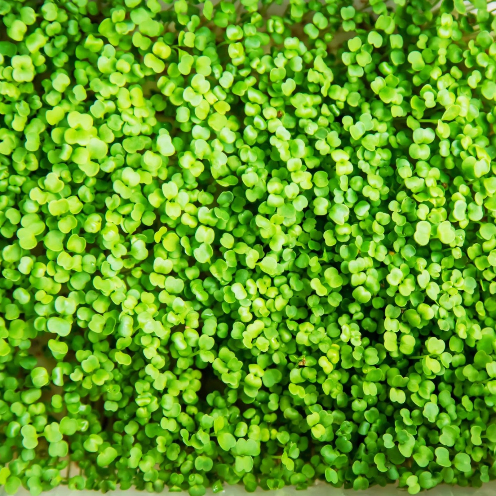 Crimson Clover Microgreens – Seeds – Non Gmo – Heirloom Seeds – Microgreen Seeds