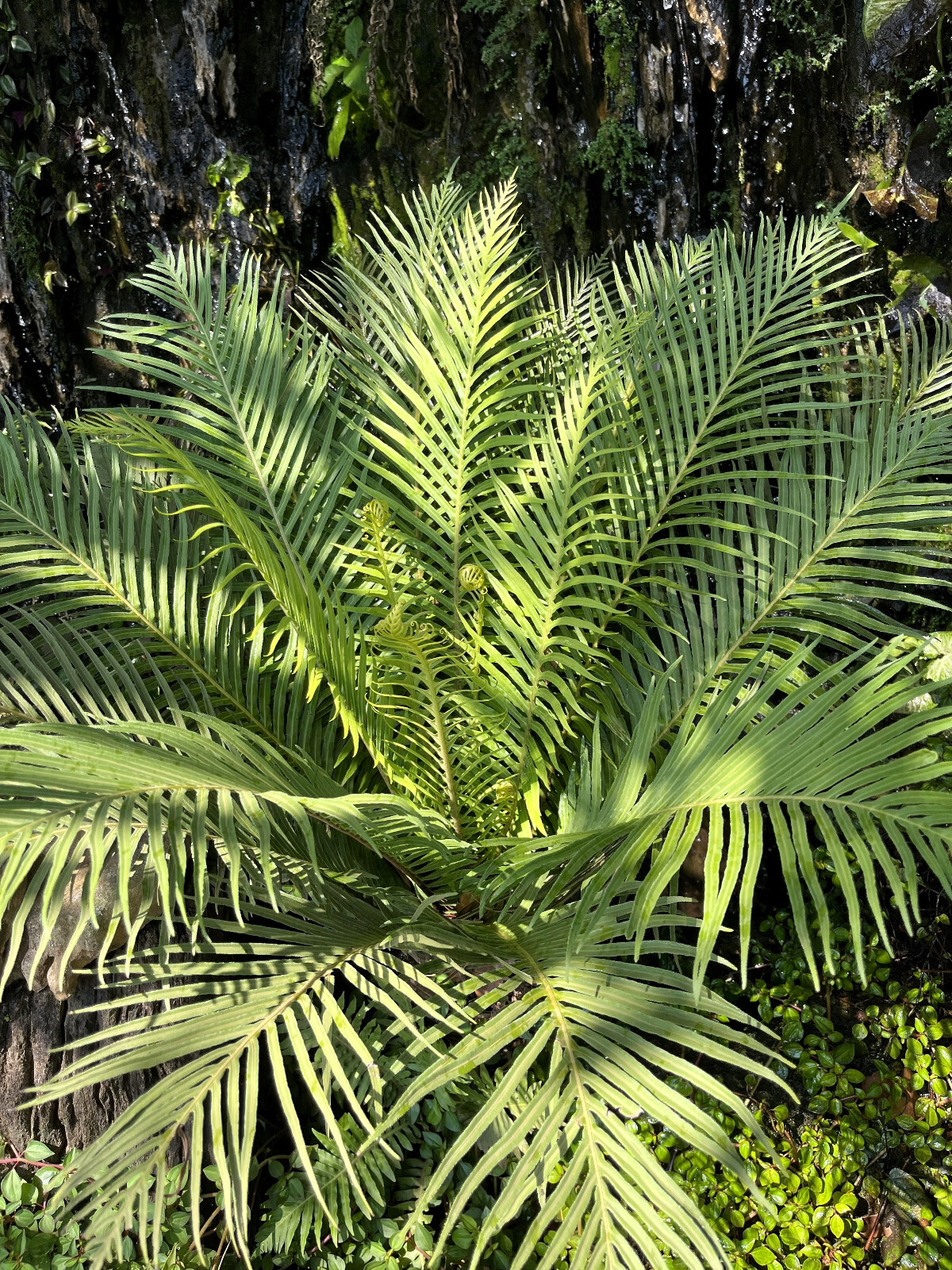 5 BAMBOO PALM Chamaedorea Seifrizii Parlor Palm Tree Sun Shade Houseplant Seeds