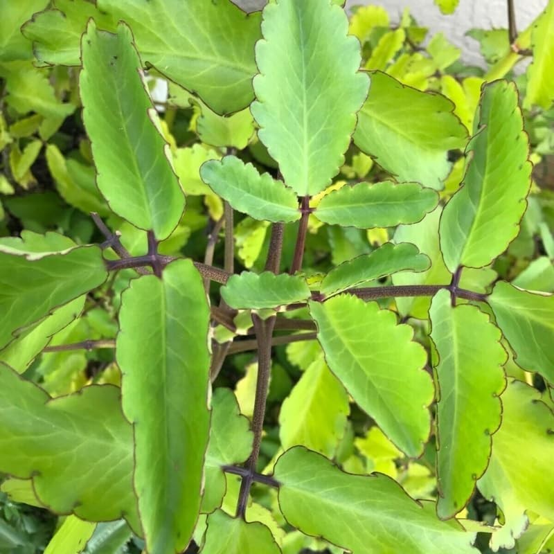 Kalanchoe Pinnata – Miracle Leaf 6-8in Plant Live 4 inch Pot