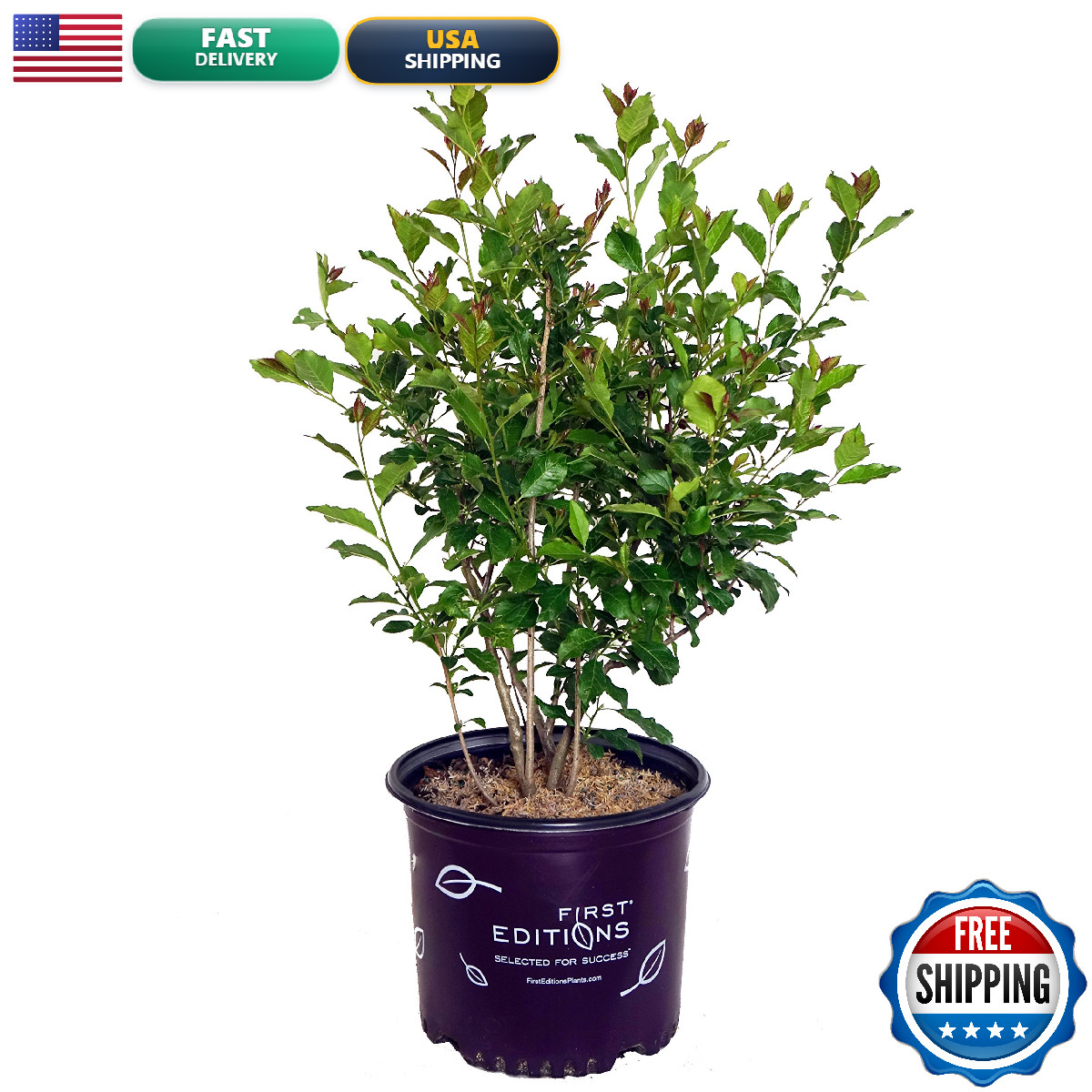 Green Promise Farms First Editions – Ilex Verticillata Wildfire Winterberry