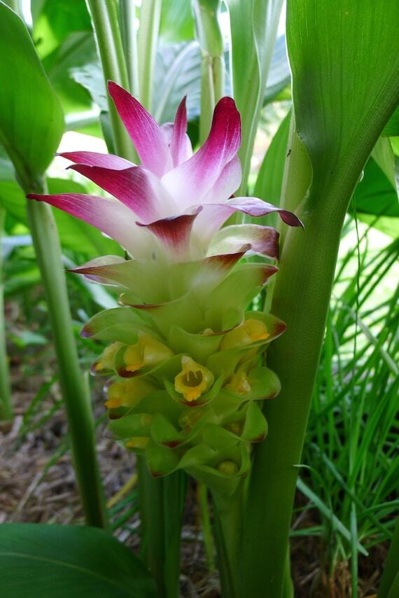 Curcuma longa ORANGE TURMERIC! 1 Rhizome!