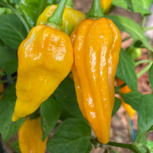 Fatalii Pepper Seeds | Hot Pepper | Heirloom / Non-GMO | Free Shipping | 1281