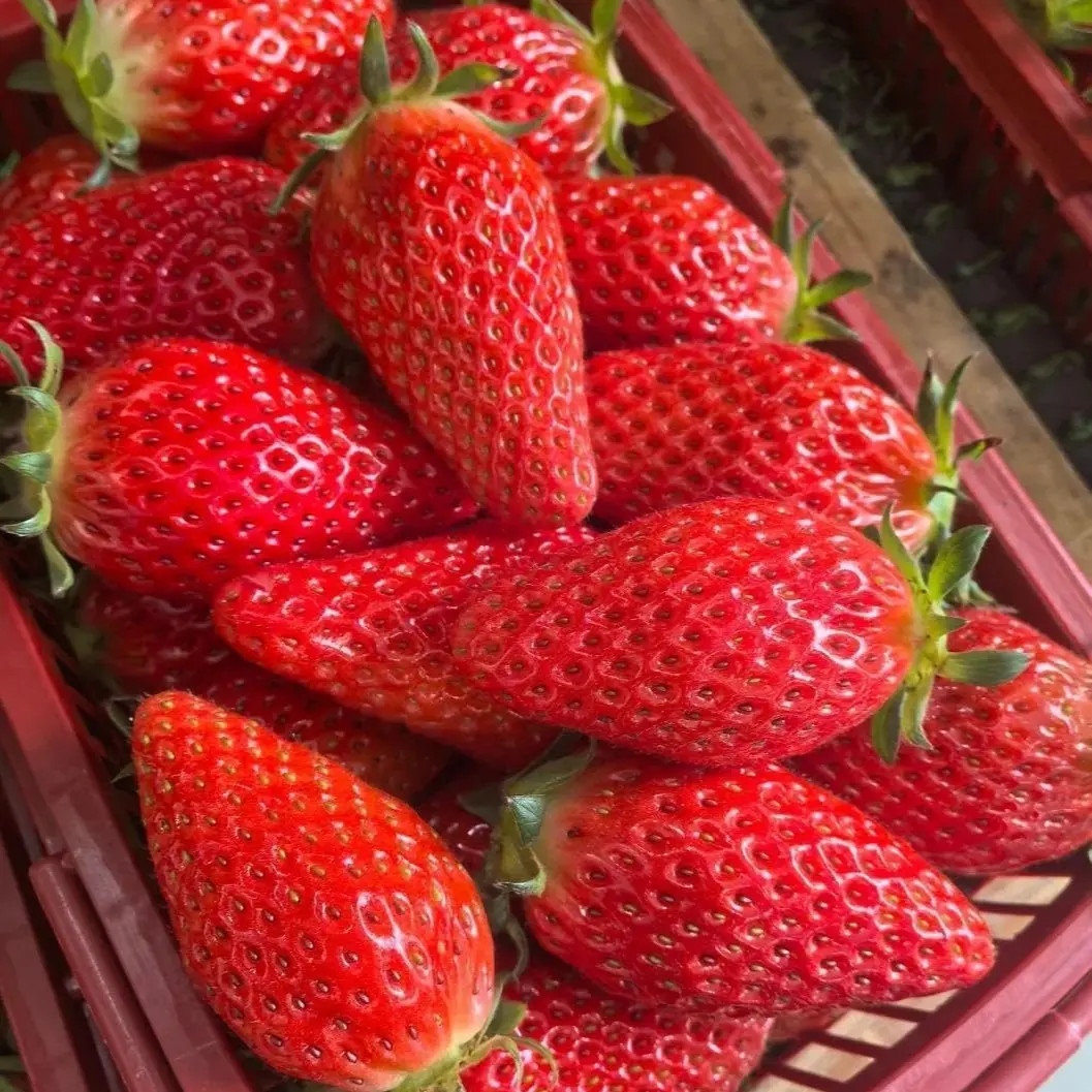 800+Pcs Strawberry Fruit Seeds for Planting Home Garden Outdoo