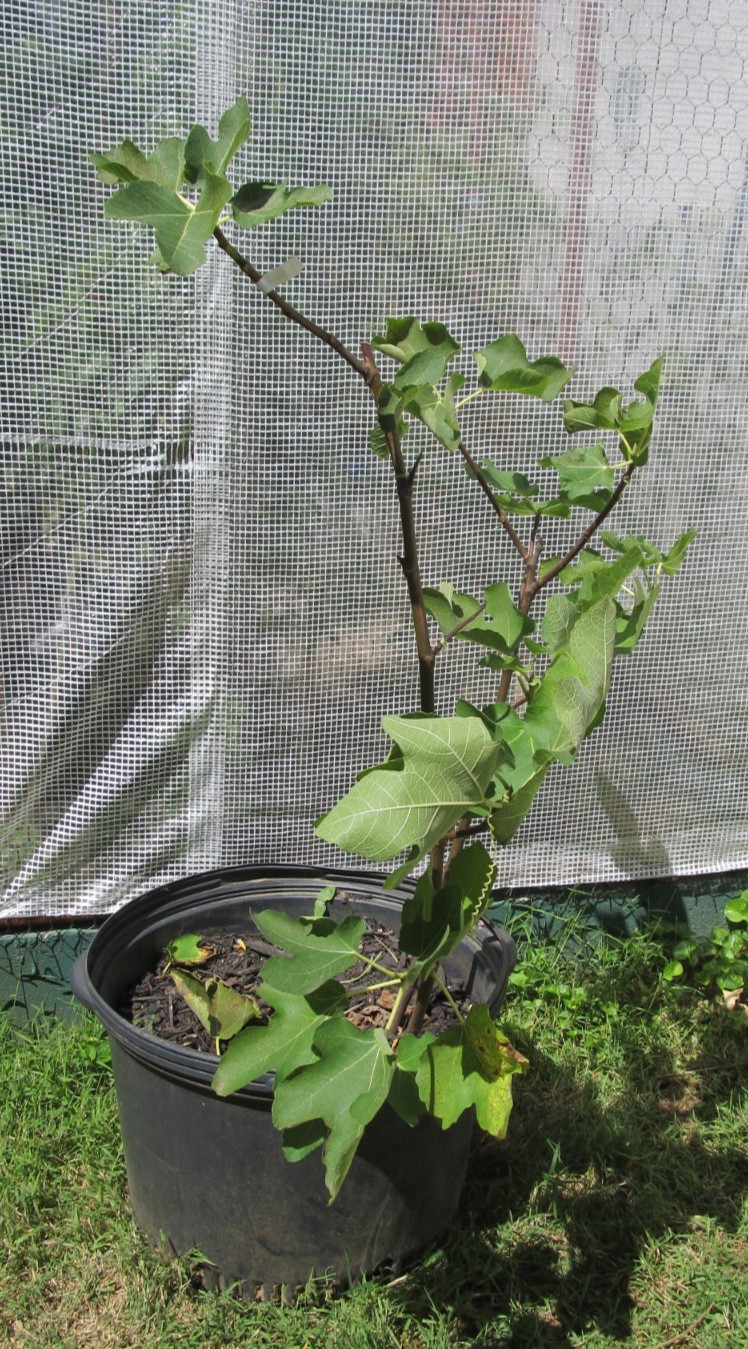 Genovese Nero fig tree 30″ tall, super rooted & ready to pot or put in ground #6