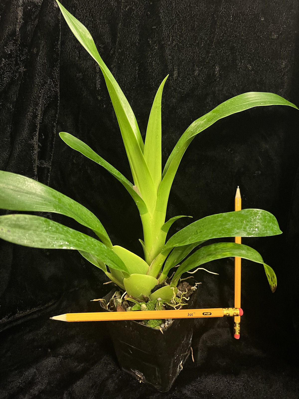 Onc_SHARRY BABY_chocolate fragrance blooms easy grow orchid (NOT in-bud/bloom)