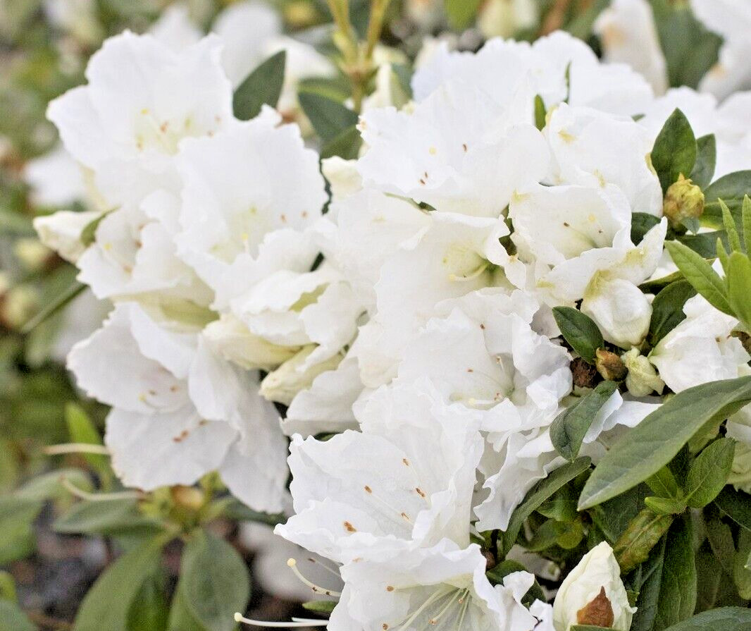 Rhododendron Azalea Snow White 1 Live 6″ Flower Plant Bush Shrub or Bonsai