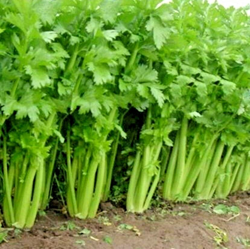 1000+TALL UTAH CELERY Seeds Organic Heirloom Vegetable Summer Garden Container