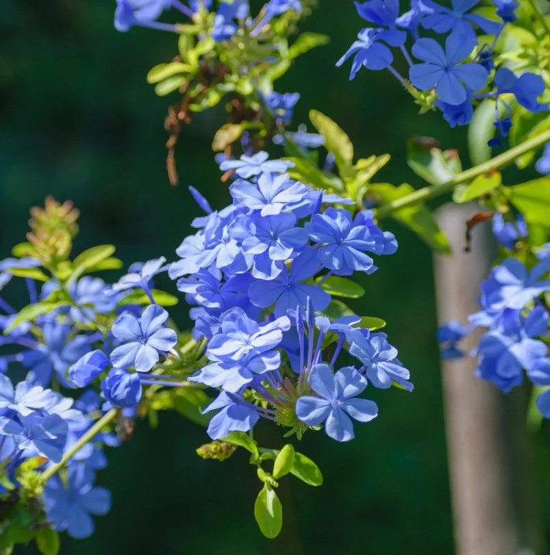 Live Blue Plumbago Plant – Plug Seedling – 5–7″ Tall – Indoor/Outdoor Garden