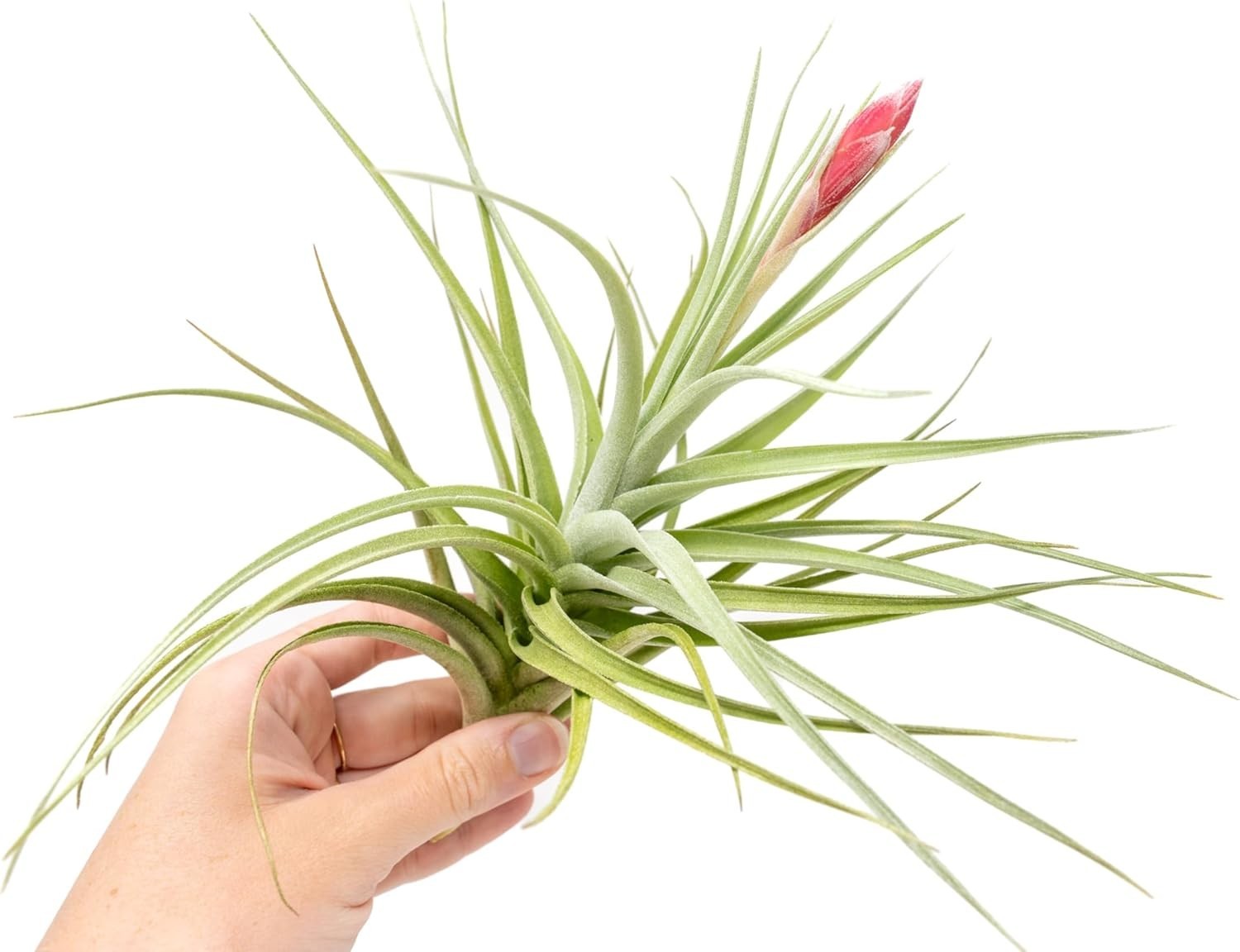 Tillandsia Leonamiana Air Plant – Easy Care Live Indoor Outdoor House Decor
