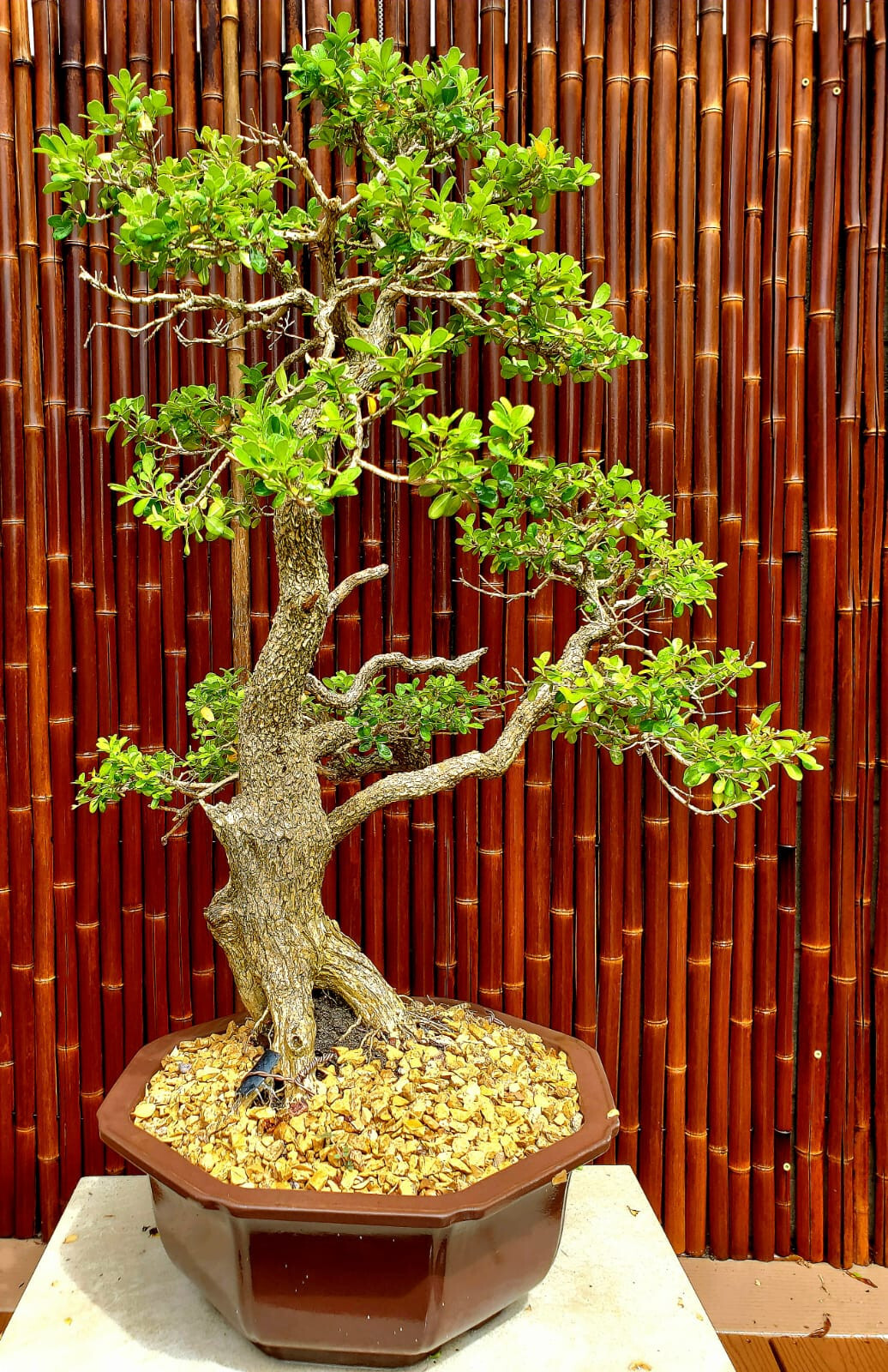 Exquisite Japanese Boxwood Bonsai: Finished Single Trunk Nebari – Must-Have! 32″