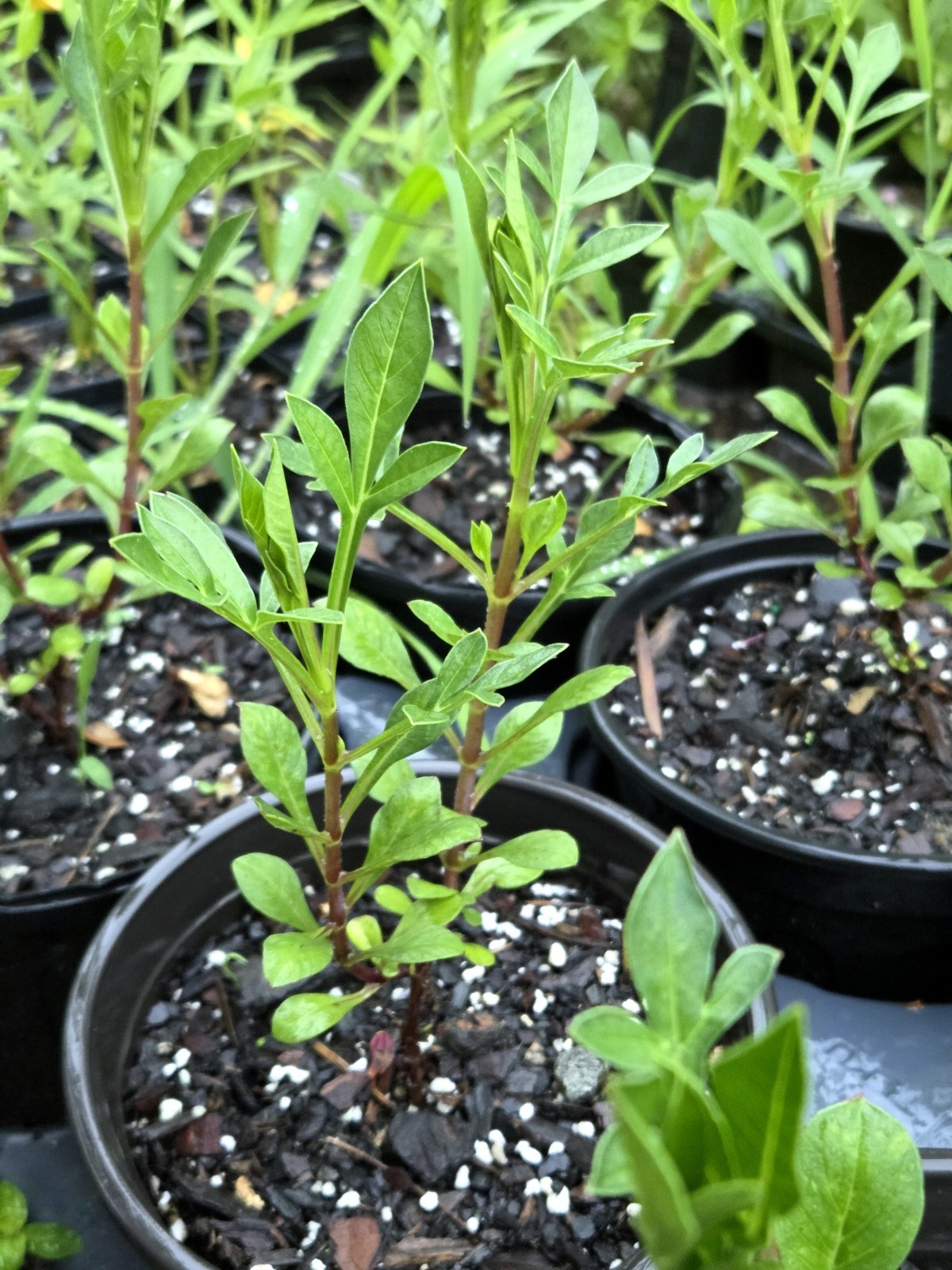 Chocolate Cherry Cosmos Live Plant