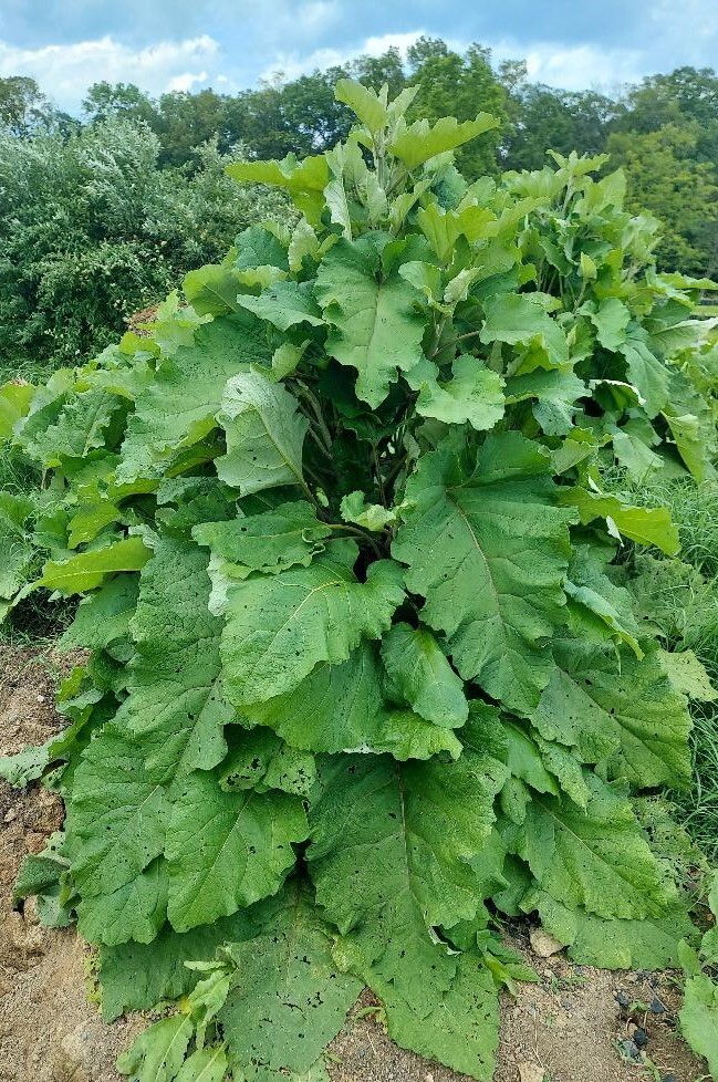 Burdock (Arctium lappa), qty 200 seeds, organically grown
