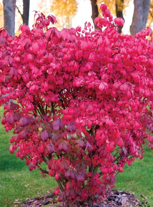 2 Burning Bush Live Plants – 12″+ Tall – No Pot – Deciduous Shrub – Zones 3-8