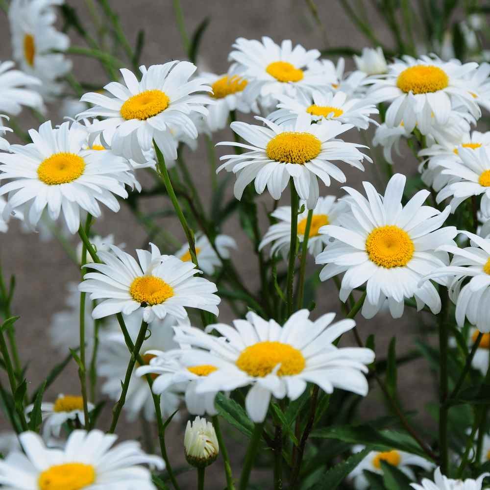 5 LBS White Shasta Daisy Seeds For Planting | Perennial Chrysanthemum Seed
