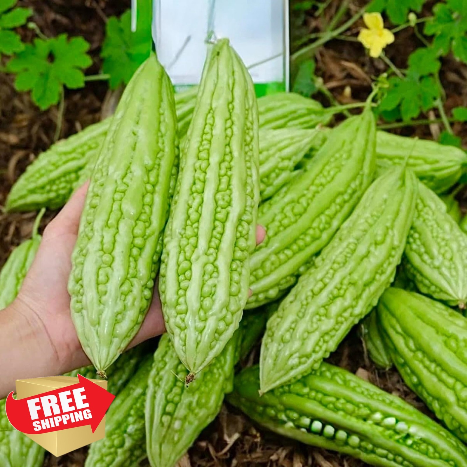 Wivolibe Long Bitter Gourd Seeds 35+ Heirloom