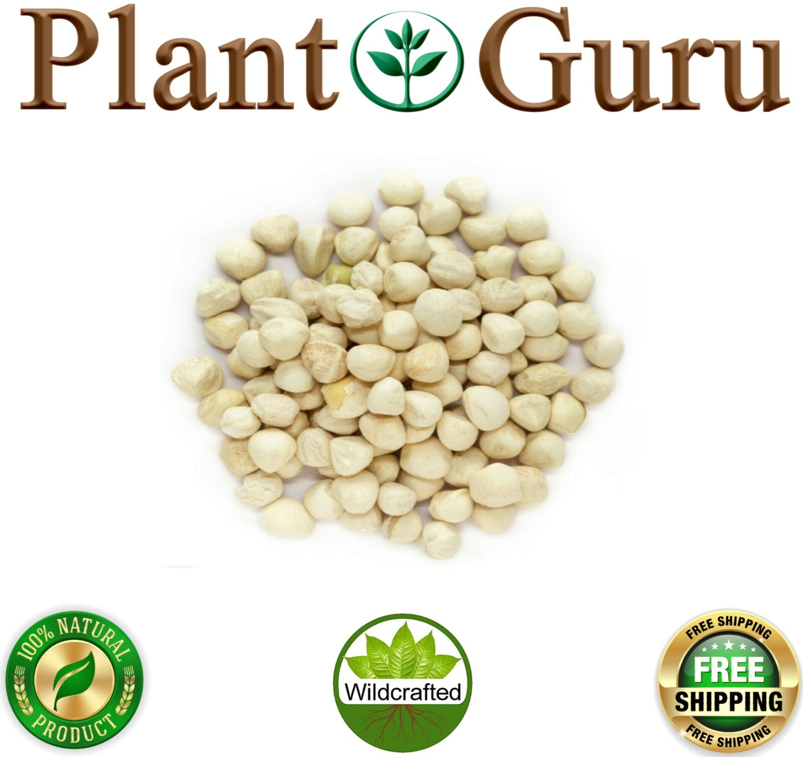 100 Moringa Oleifera Seeds Kernel 1 oz. SHELLED Fresh Organic Semilla De Moringa