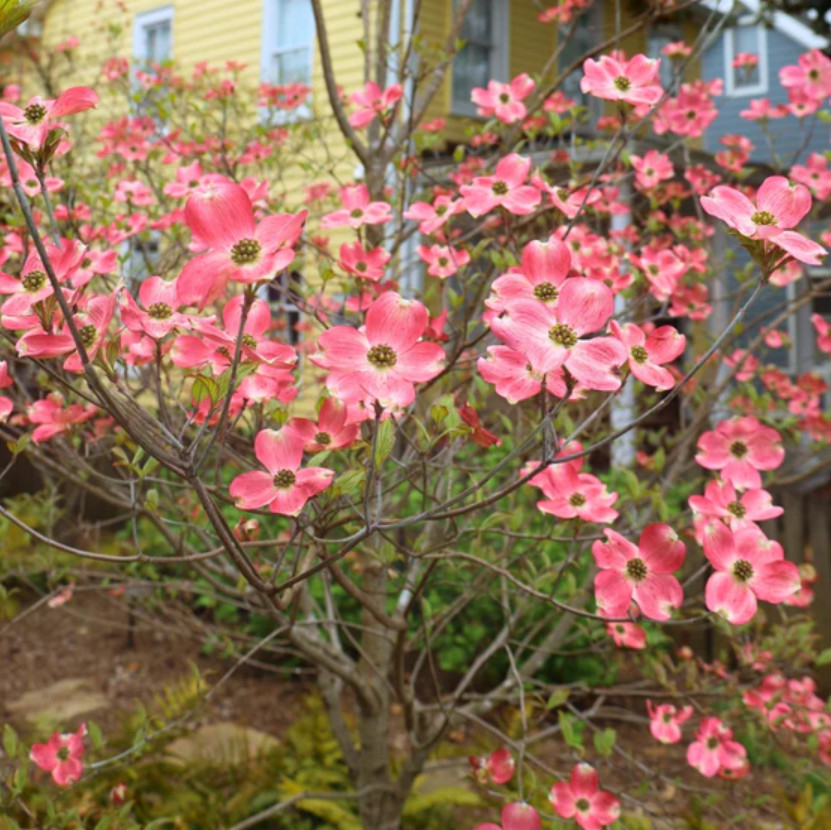 Live Pink Dogwood Plant – Quart Pot – No Ship to AK, HI & P.R.