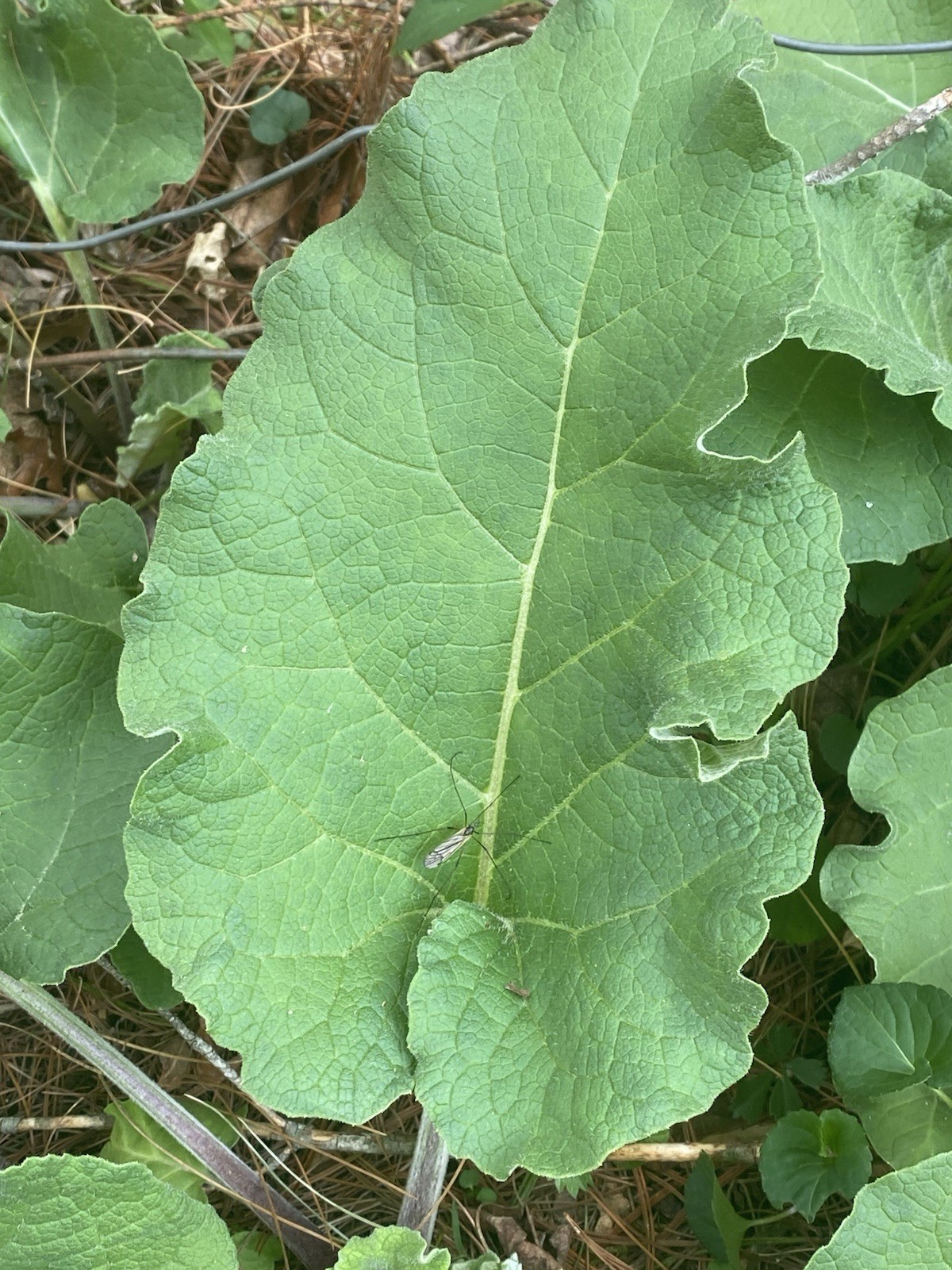 Burdock root (Arctium lappa) 2 Bulbs,Roots Edible Plus More Benefits