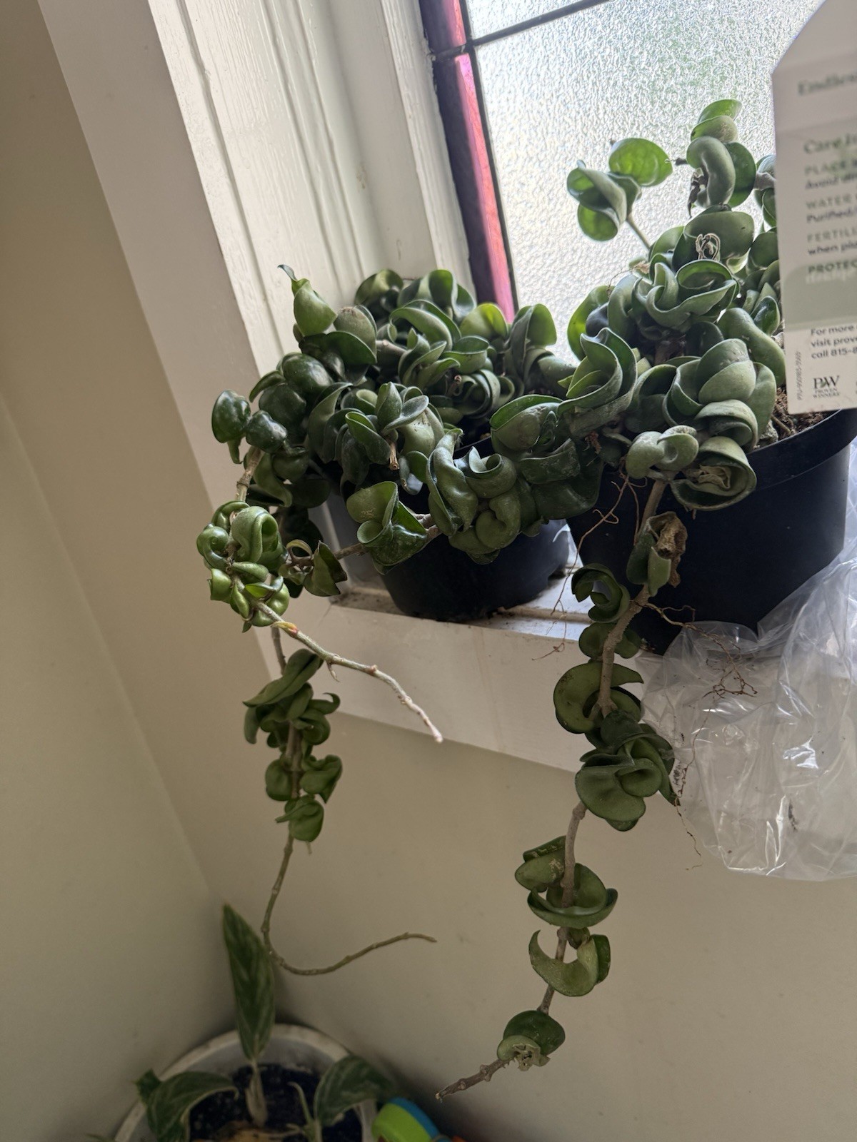 hoya hindu rope plant