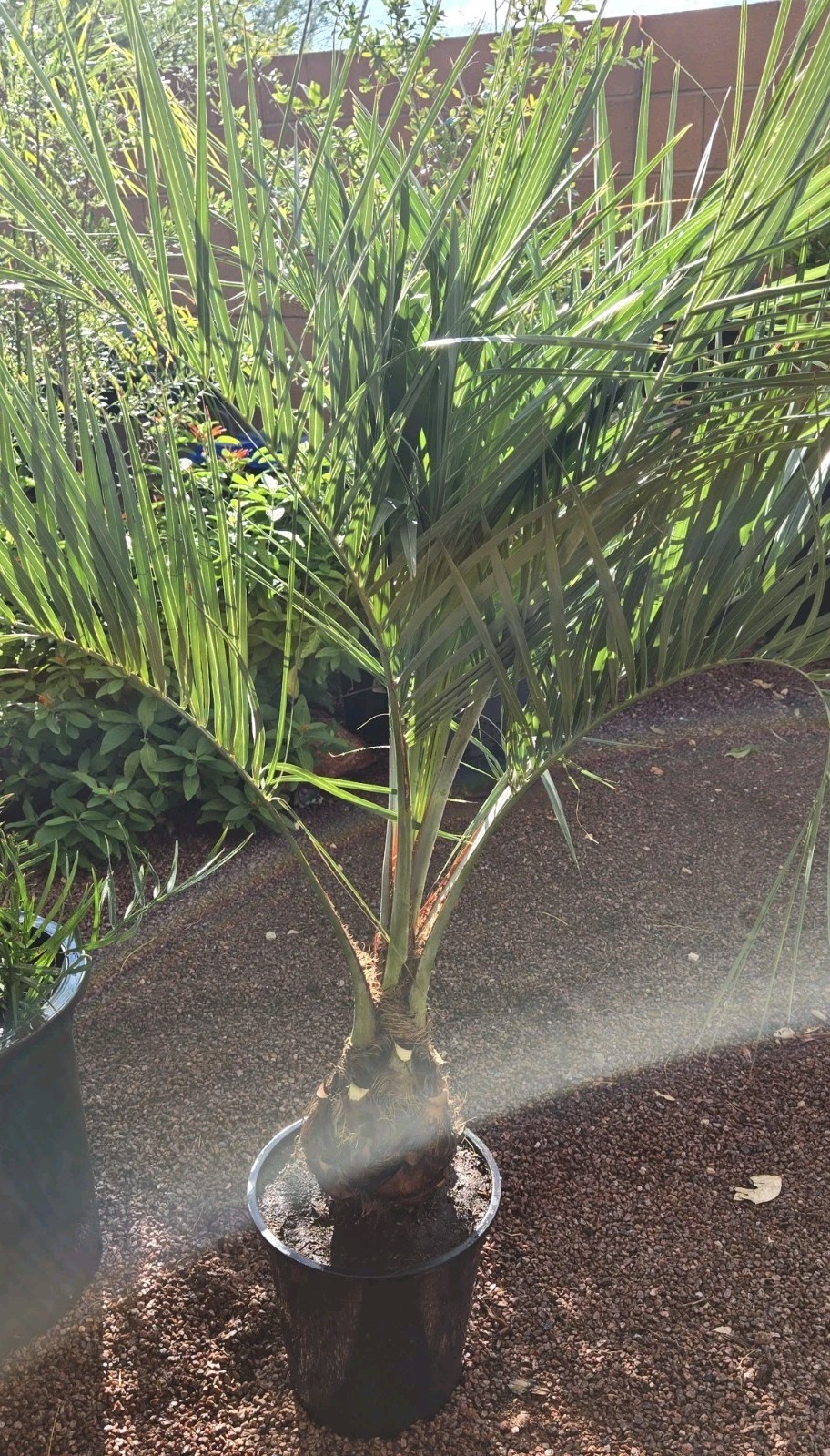 1 Jelly Pindo Palm Tree Plant (Butia capitata) Cold Hardy, 12+ Years, 52″ to 58″