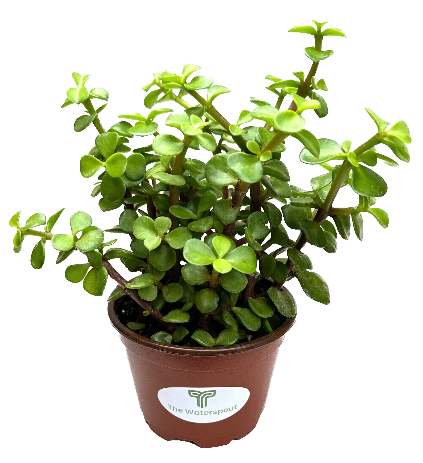 Spekboom Elephant Bush ‘Portulacaria Afra’ live Plant in 4 inch Pot w/ Soil