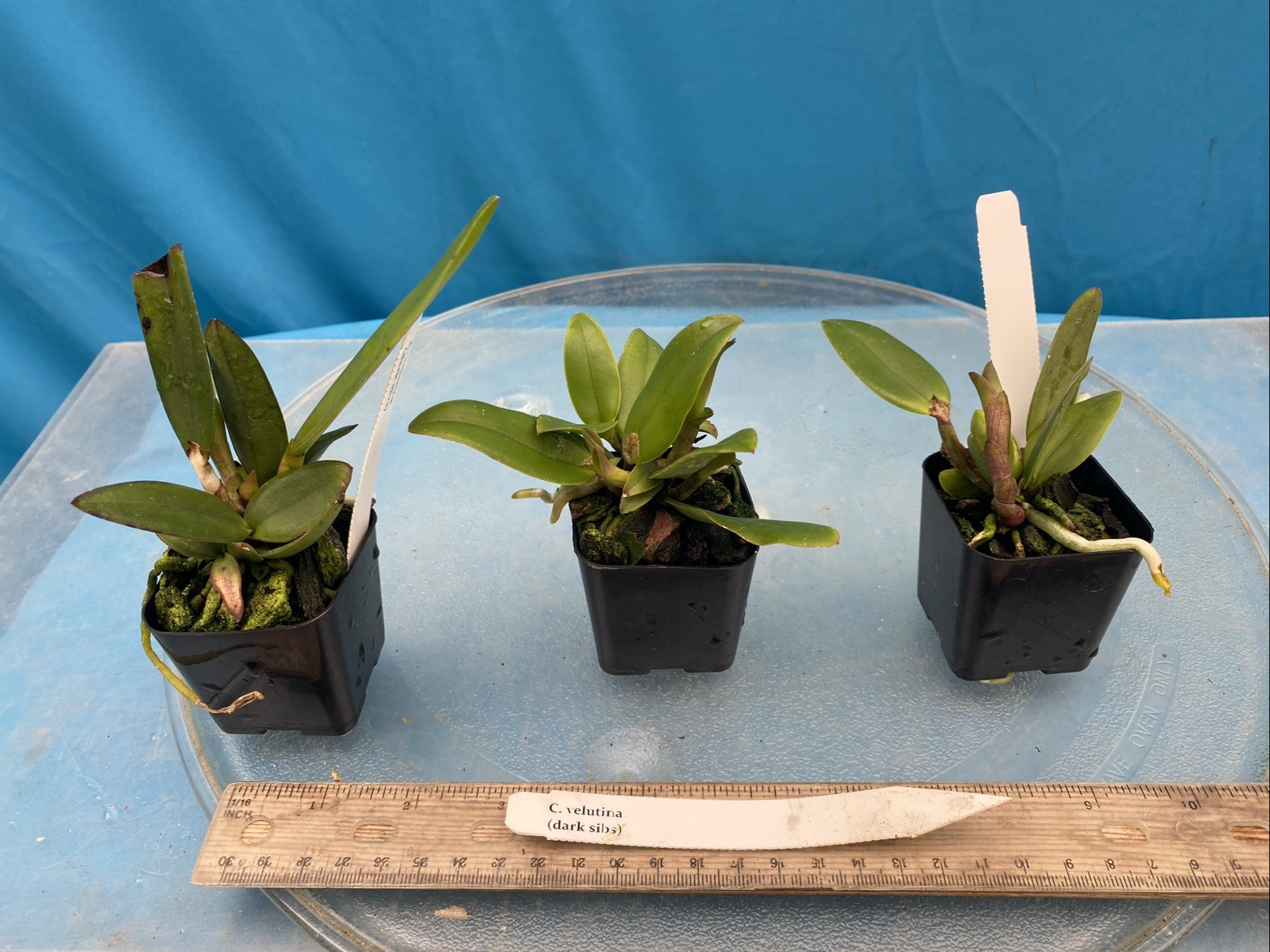 Cattleya velutina VERY Fragrant Spotted Orchid Species 2” Pot Starter Plant